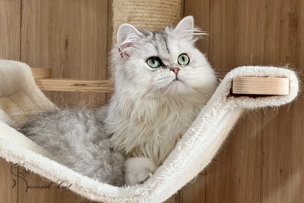 Brit macska - Black Silver Shaded színnel