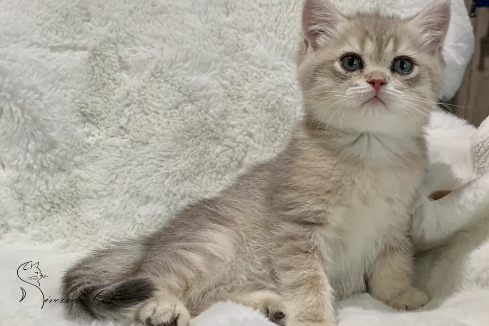 Brit macska - Blue Golden Shaded színnel