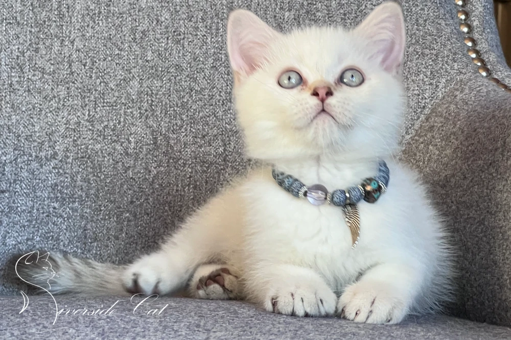 Skót állófülű macska - Chocolate Golden Tabby Point színnel