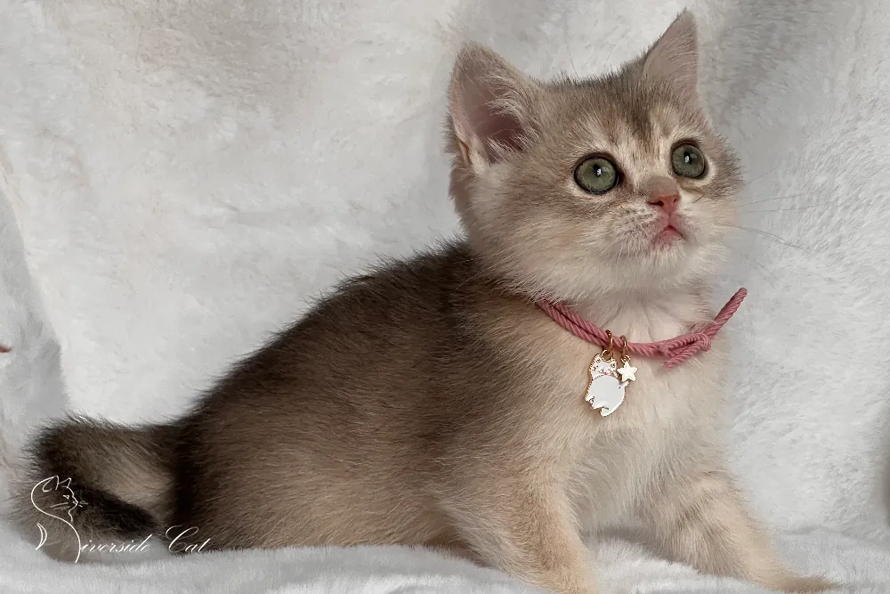 Brit rövidszőrű macska - Blue Golden Shaded színnel