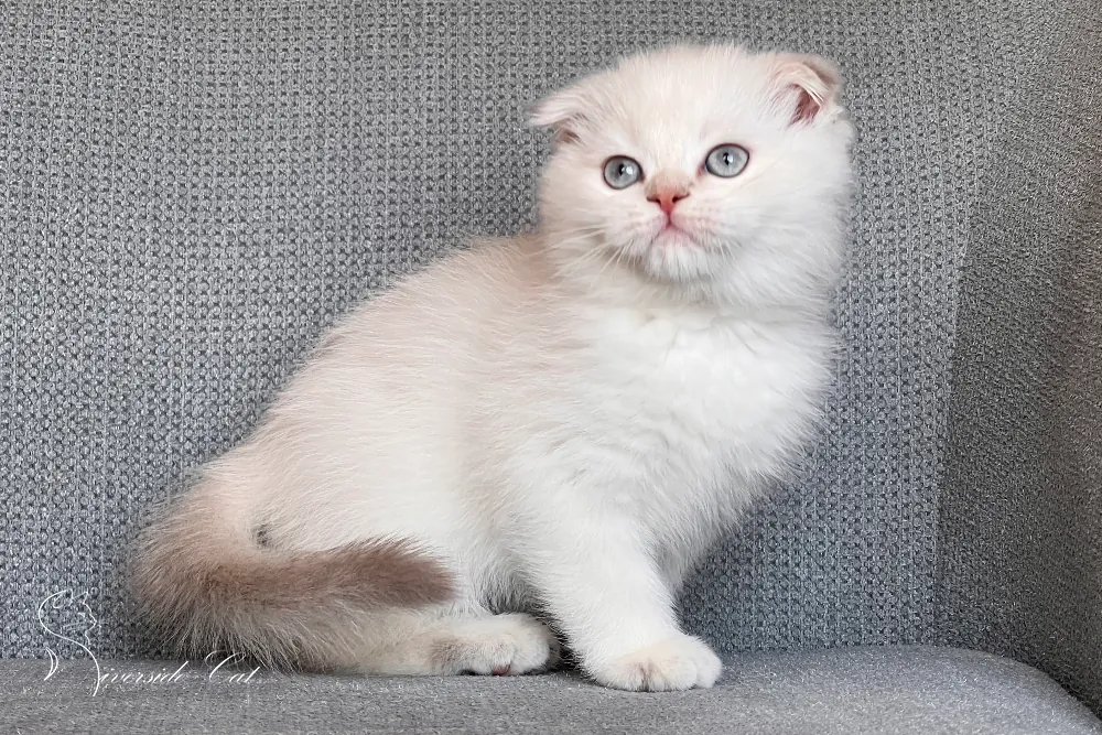 Skót lógófülű macska - Lilac Golden Shaded Point színnel