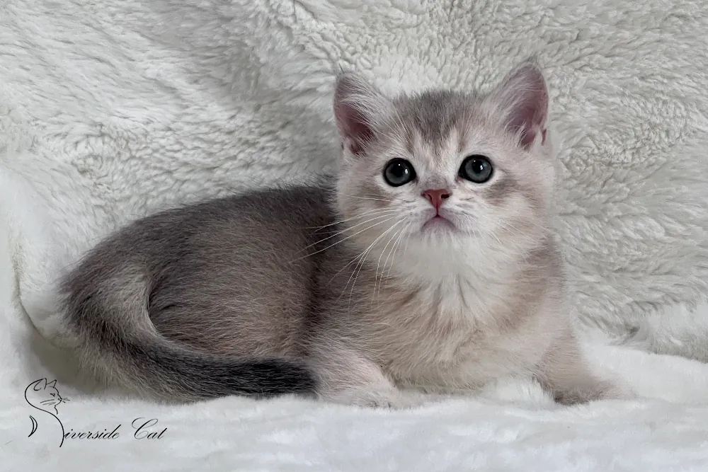 Brit macska - Blue Golden Shaded színnel