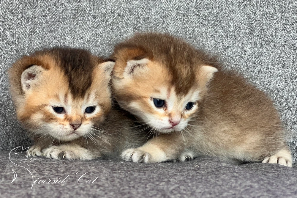 Brit rövidszőrű macska - Black Golden Shaded színnel