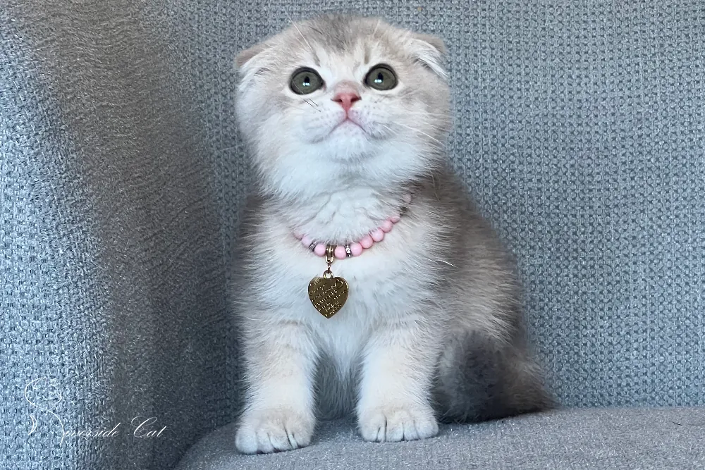 Skót lógófülű macska - Blue Golden Shaded színnel