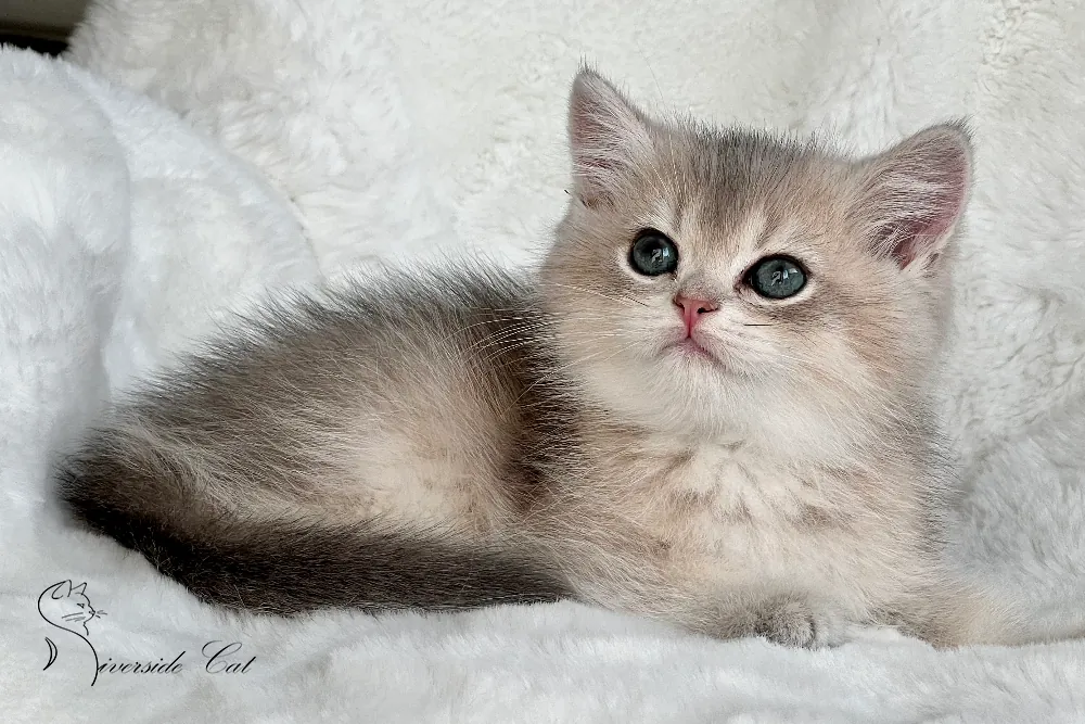 Brit macska - Blue Golden Shaded színnel