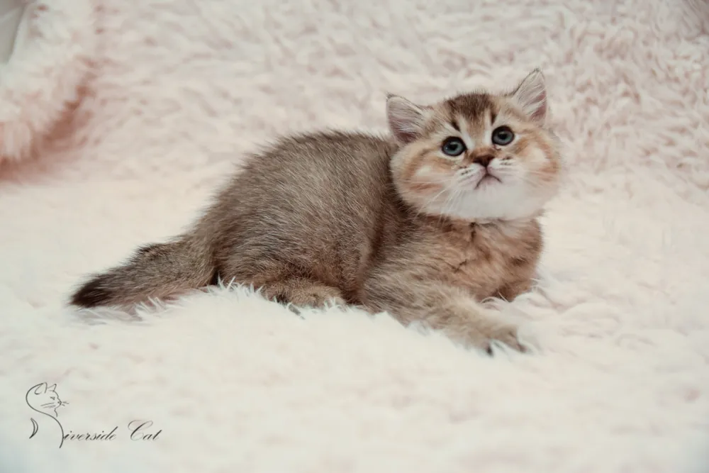 Brit macska - Black Golden Ticked Tabby színnel