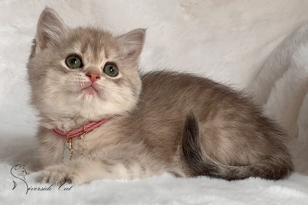 Brit rövidszőrű macska - Blue Golden Mackerel Tabby színnel