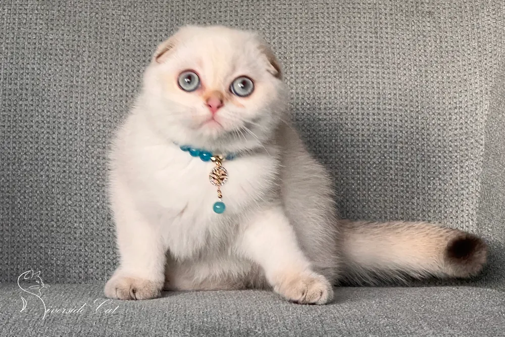 Skót lógófülű macska - Chocolate Golden Tabby Point színnel