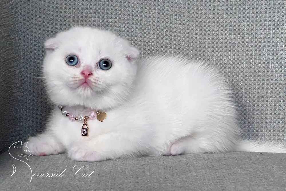 Skót lógófülű macska - White színnel