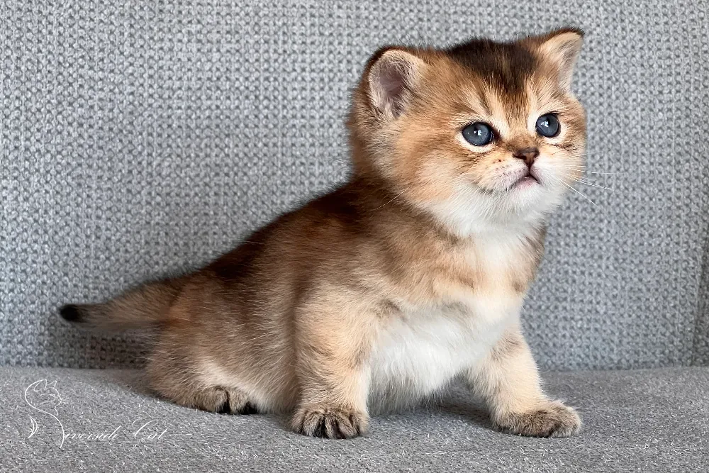 Brit rövidszőrű macska - Black Golden Ticked Tabby színnel