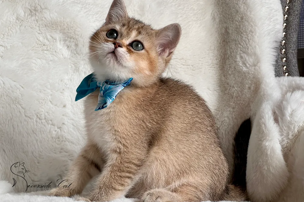 Brit rövidszőrű macska - Black Golden Shaded színnel