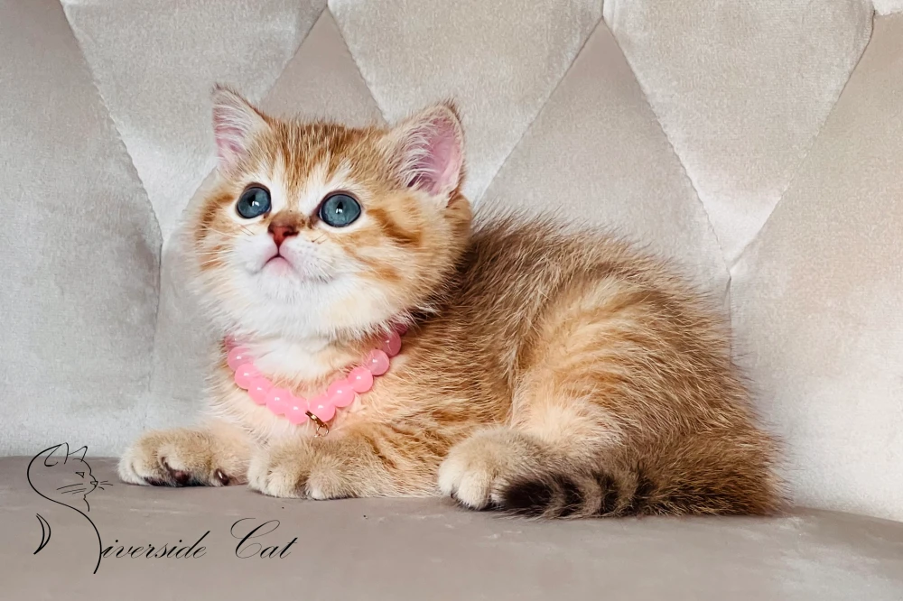 Skót állófülű macska - Chocolate Mackerel Tabby színnel