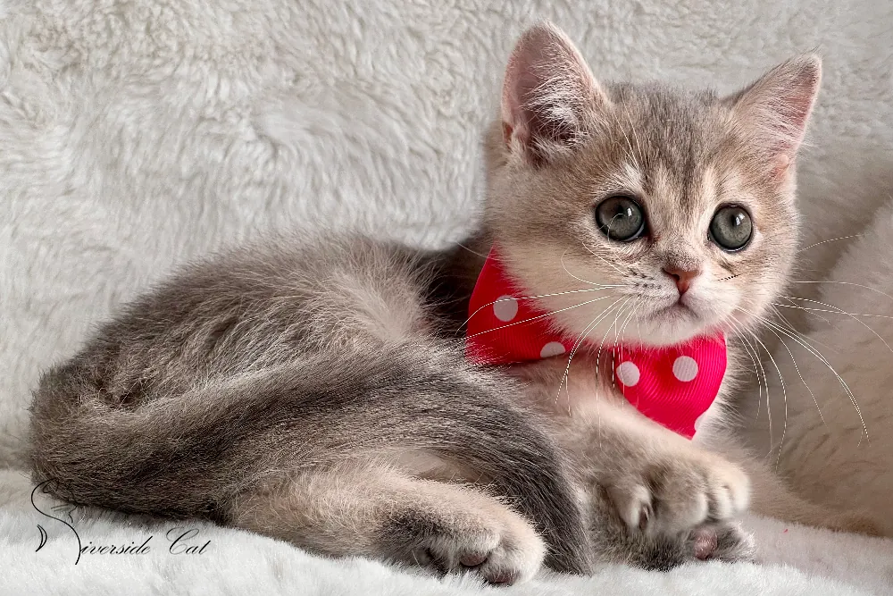 Brit rövidszőrű macska - Blue Golden Shaded színnel