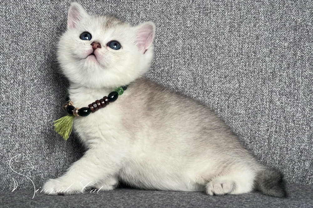 Skót állófülű macska - Black Silver Shaded színnel