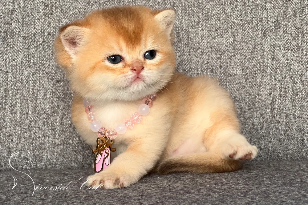 Skót állófülű macska - Chocolate Golden Shaded színnel