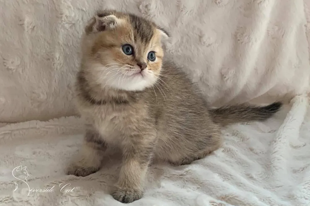 Skót lógófülű macska - Black Golden Ticked Tabby színnel