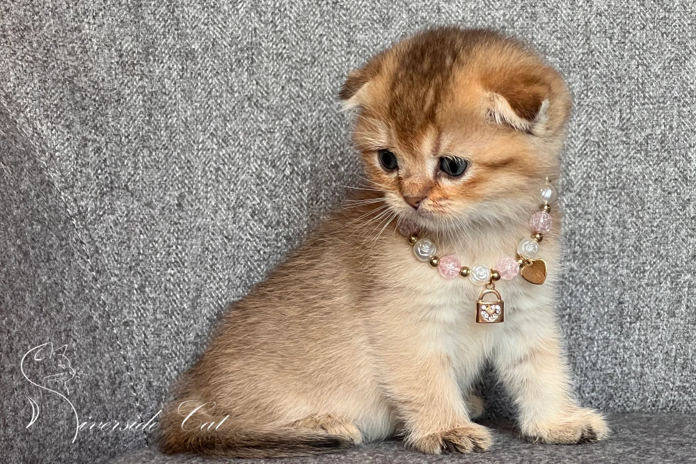 Skót lógófülű macska - Black Golden Shaded színnel