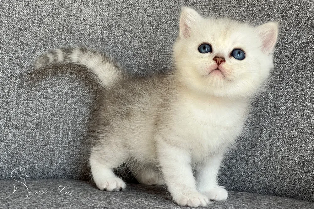 Brit macska - Black Silver Shaded színnel