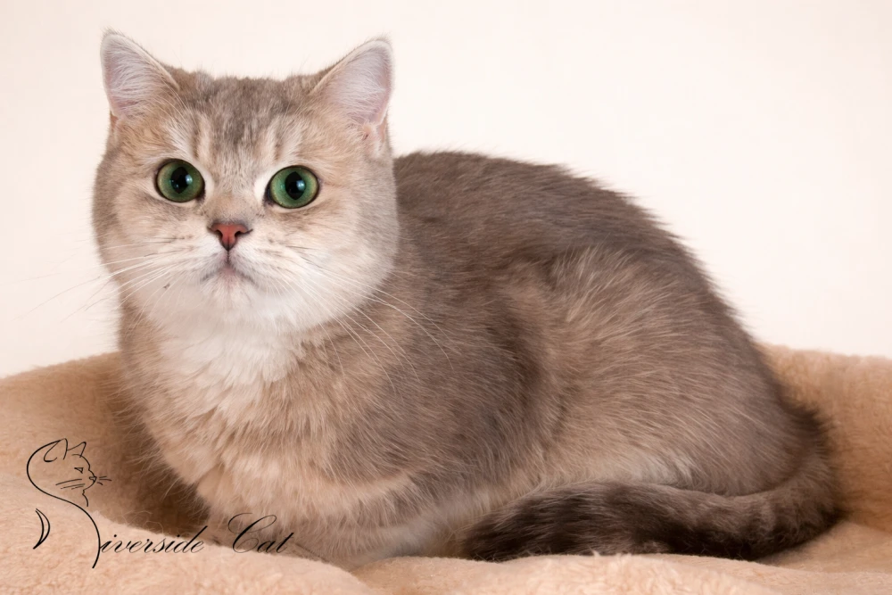 Skót állófülű macska - Blue Golden Shaded színnel