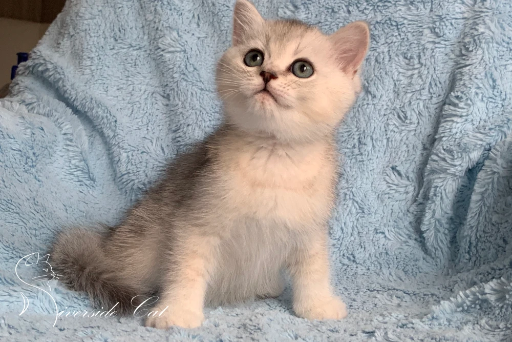 Brit macska - Black Silver Shaded színnel