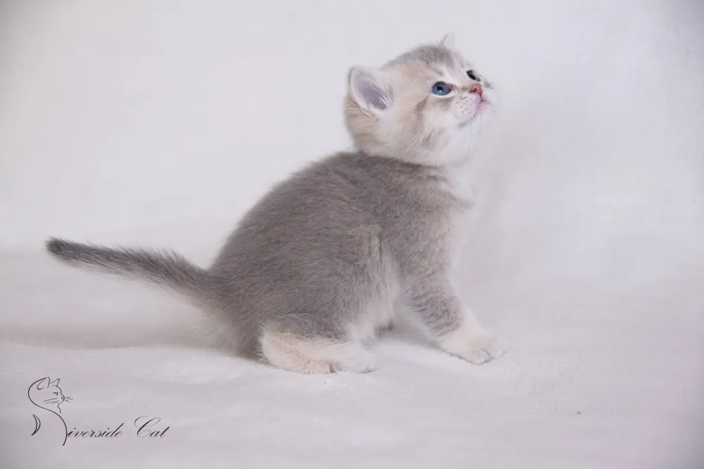 Brit macska - Blue Golden Shaded színnel