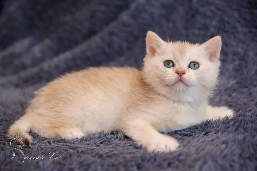 Brit rövidszőrű macska - Black Silver Shaded színnel