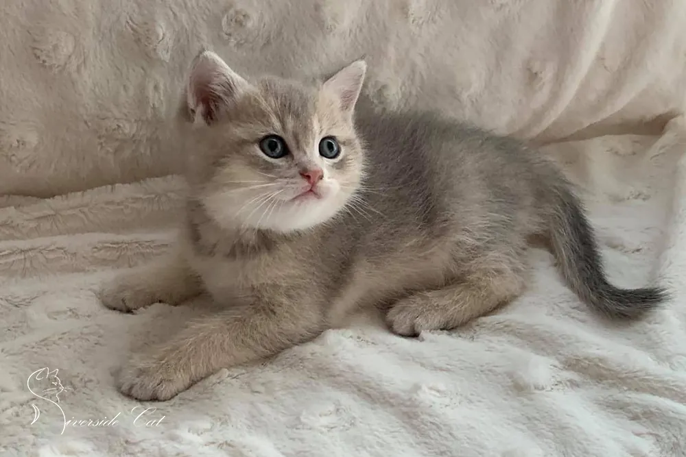 Skót állófülű macska - Blue Golden Shaded színnel