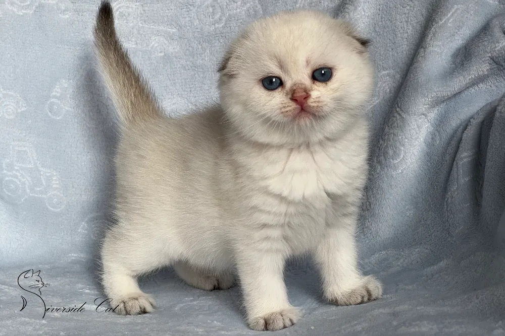 Skót lógófülű macska - Black Golden Shaded Point színnel