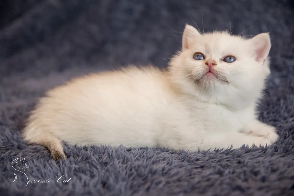 Brit rövidszőrű macska - Black Silver Shaded Point színnel