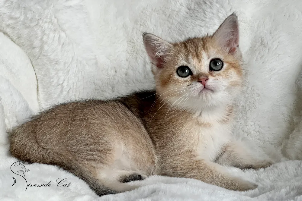 Brit macska - Black Golden Shaded színnel