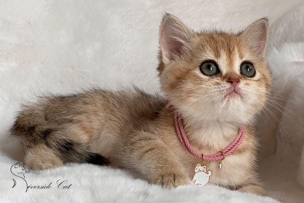 Brit rövidszőrű macska - Black Golden Mackerel Tabby színnel