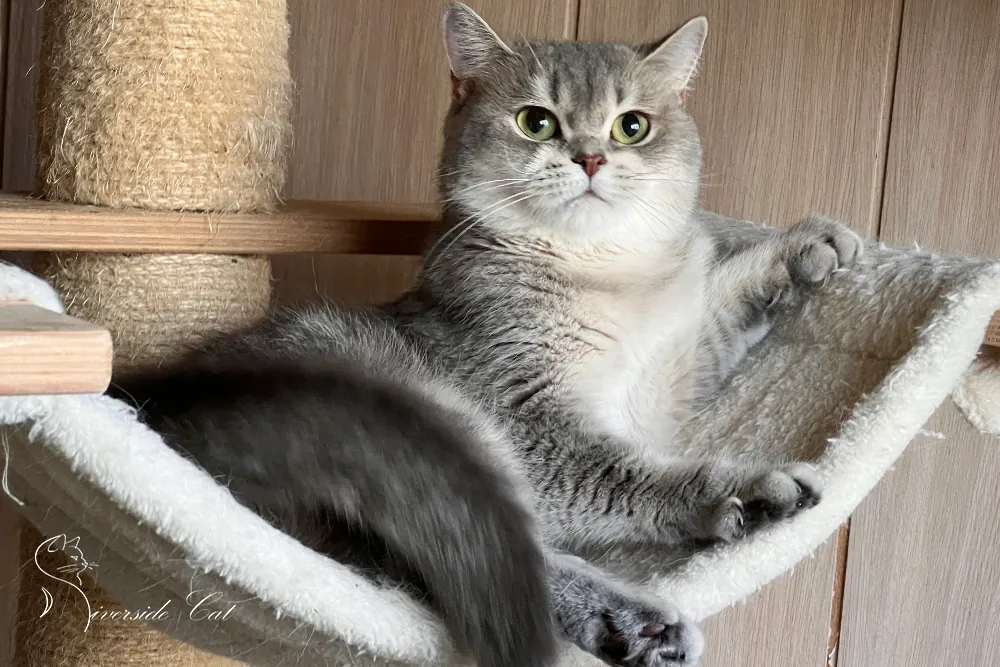 Brit macska - Blue Golden Ticked Tabby színnel