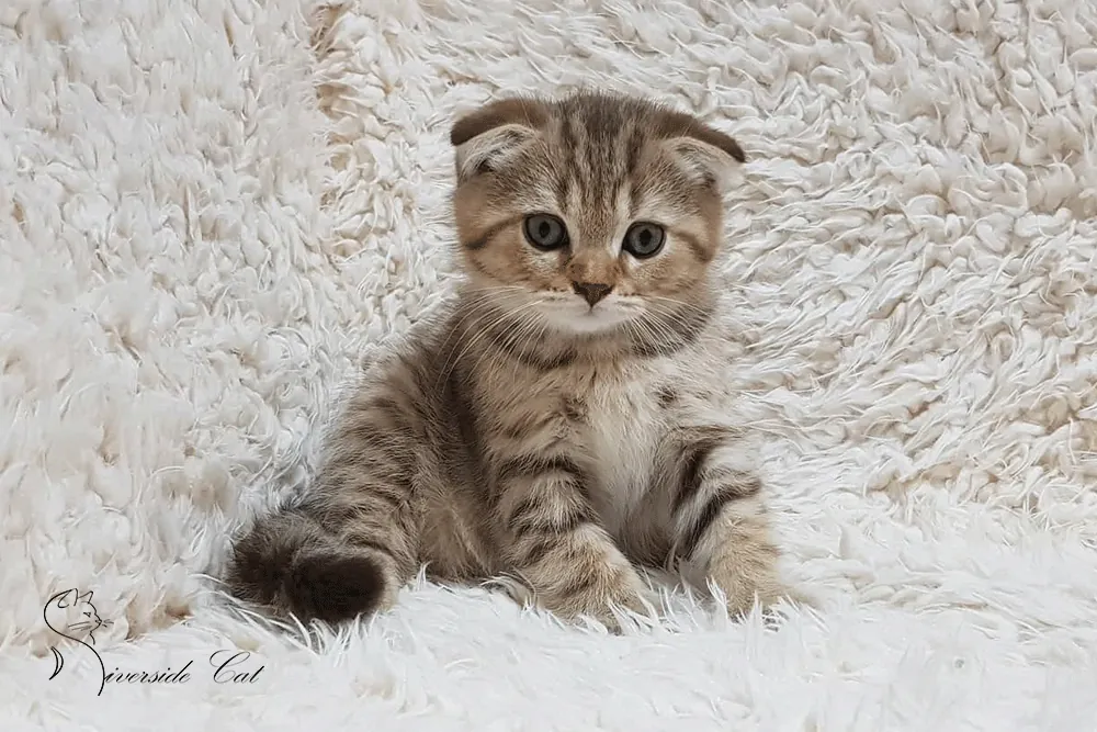 Skót lógófülű macska - Chocolate Spotted Tabby színnel