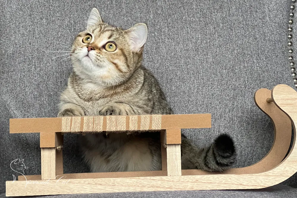 Skót állófülű macska - Black Golden Spotted Tabby színnel