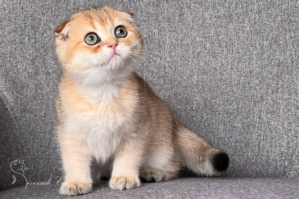 Skót lógófülű macska - Black Golden Shaded színnel