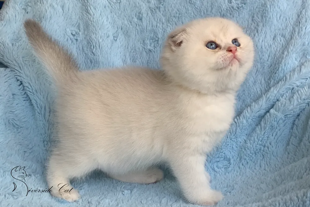 Skót lógófülű macska - Blue Golden Shaded Point színnel