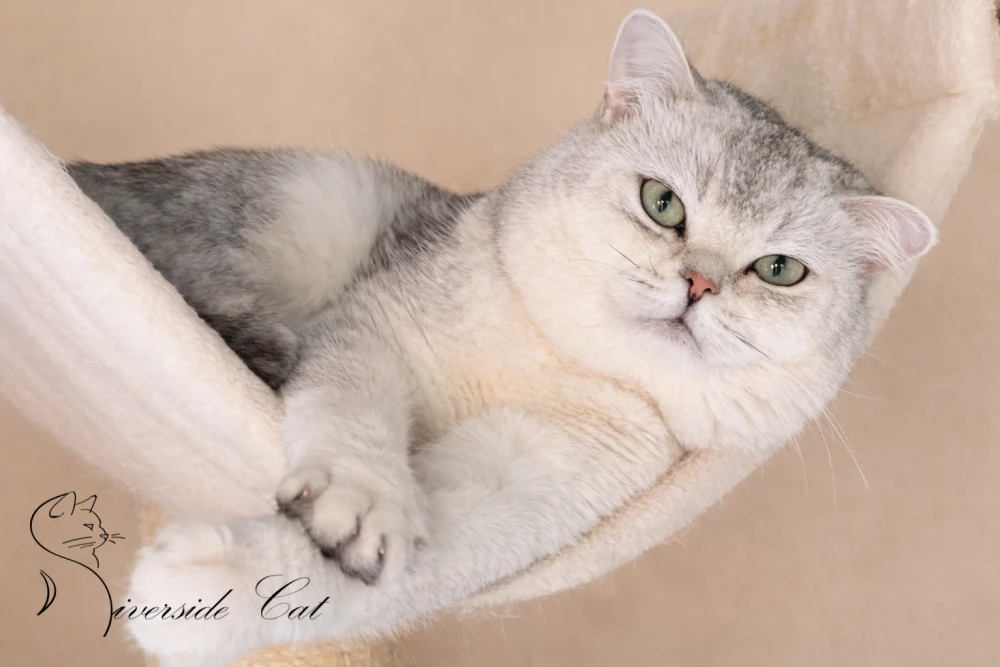 Brit rövidszőrű macska - Black Silver Shaded színnel