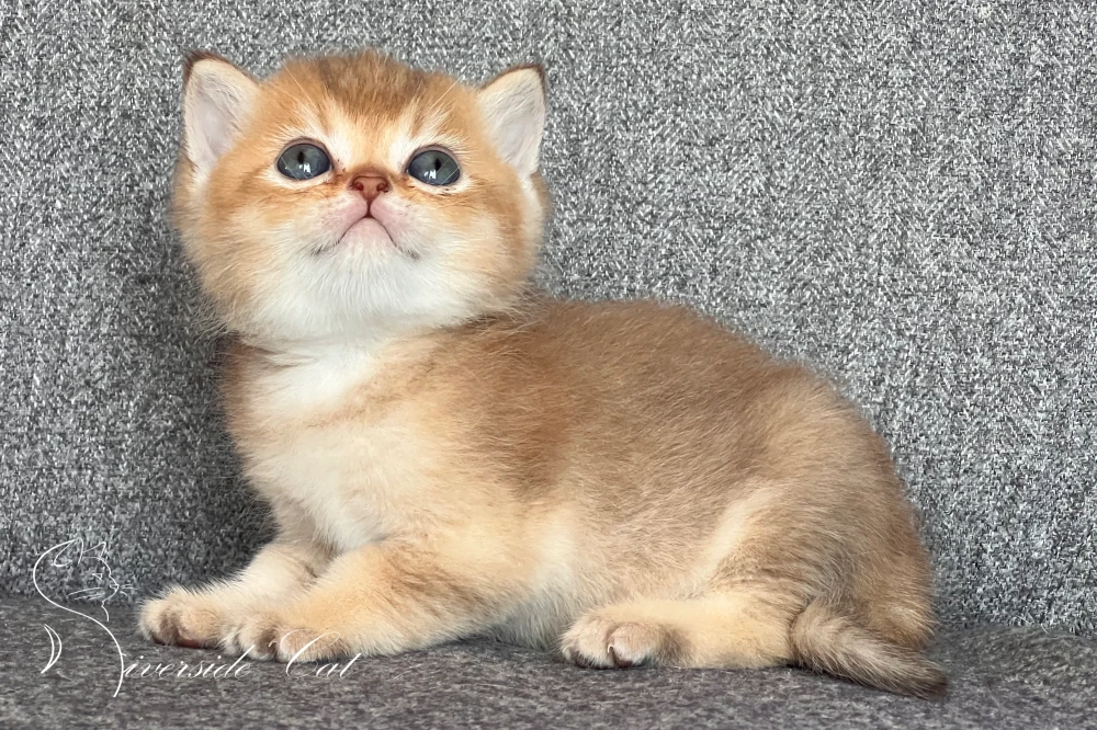 Skót állófülű macska - Black Golden Shaded színnel