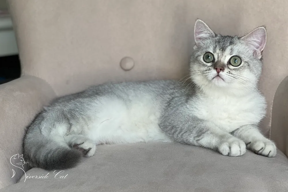 Brit macska - Black Silver Shaded színnel