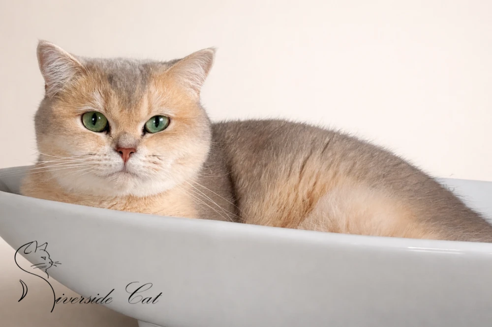 Skót állófülű macska - Blue Golden Shaded színnel