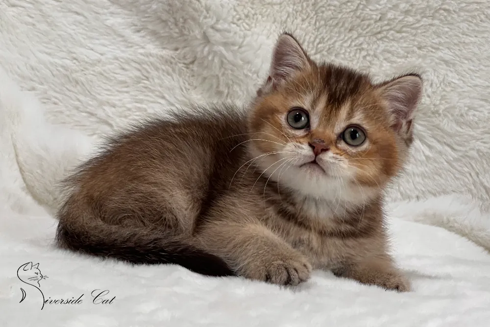 Skót állófülű macska - Chocolate Ticked Tabby színnel