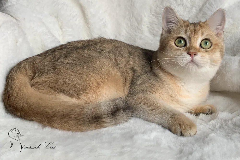 Skót állófülű macska - Black Golden Shaded színnel