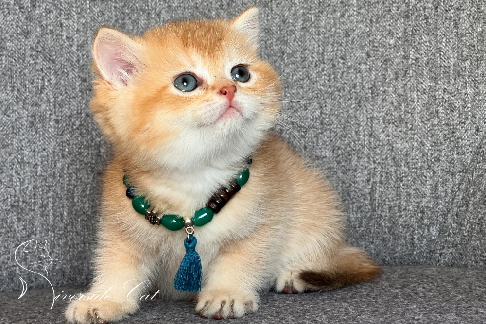 Skót állófülű macska - Chocolate Golden Shaded színnel