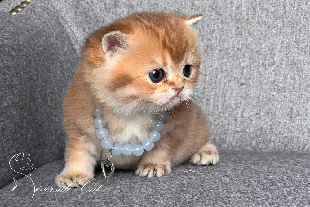 Skót állófülű macska - Chocolate Golden Shaded színnel