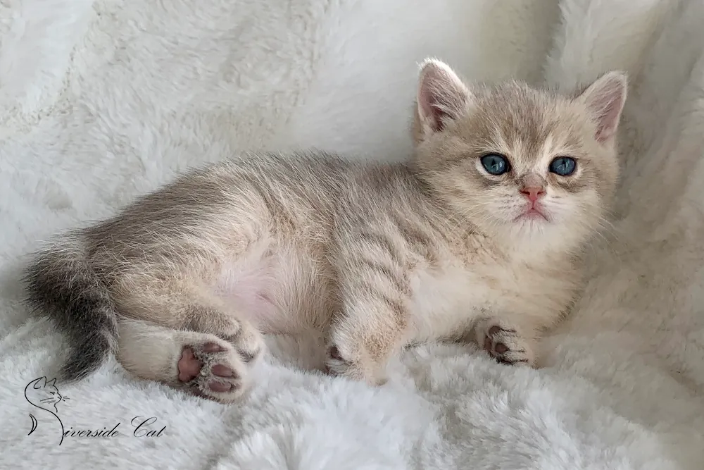 Brit macska - Blue Golden Shaded színnel