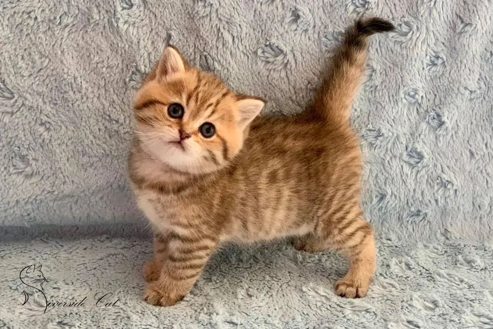 Brit macska - Black Golden Mackerel Tabby színnel