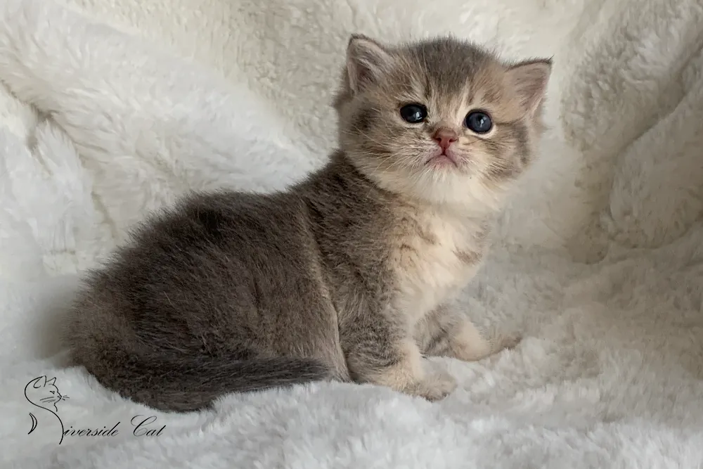 Brit macska - Blue Golden Shaded színnel