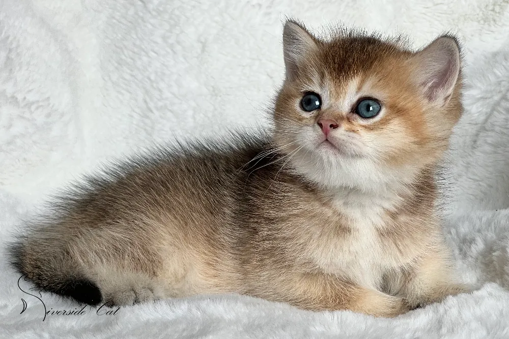 Brit macska - Black Golden Shaded színnel