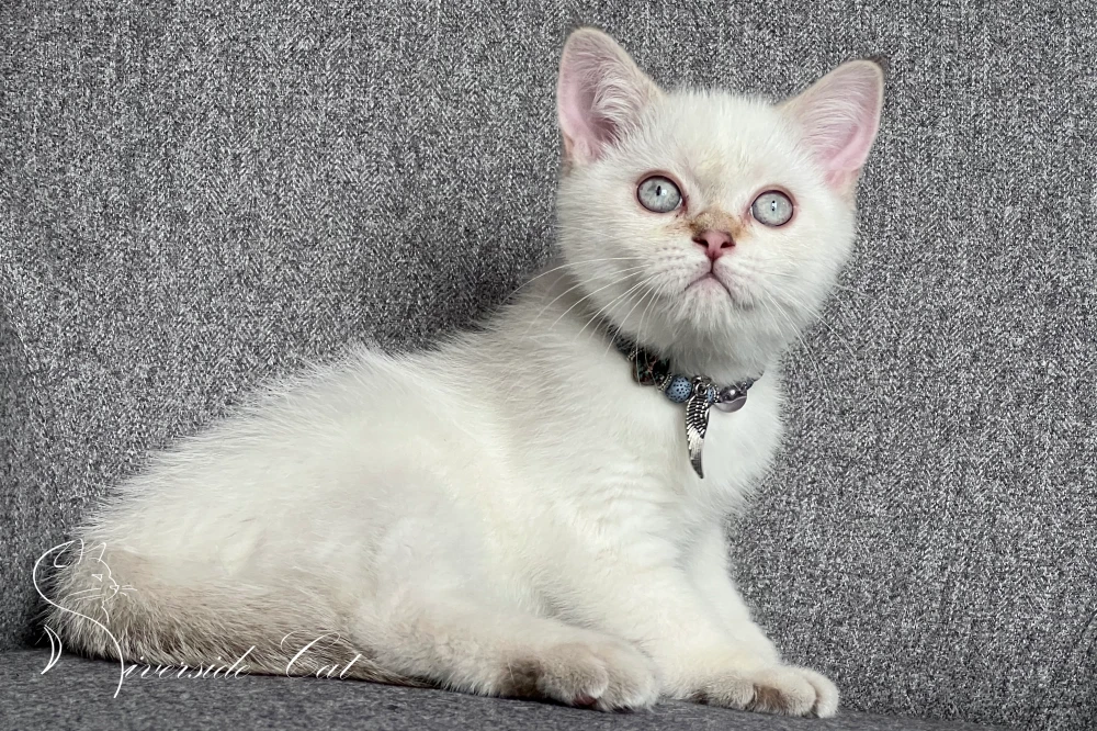 Skót állófülű macska - Chocolate Golden Tabby Point színnel