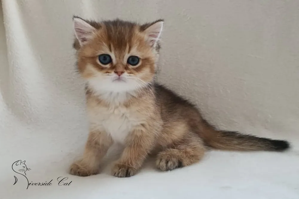 Brit macska - Black Golden Ticked Tabby színnel